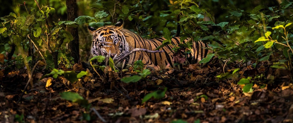 Wildlife and Heritage Exploration at Bandhavgarh