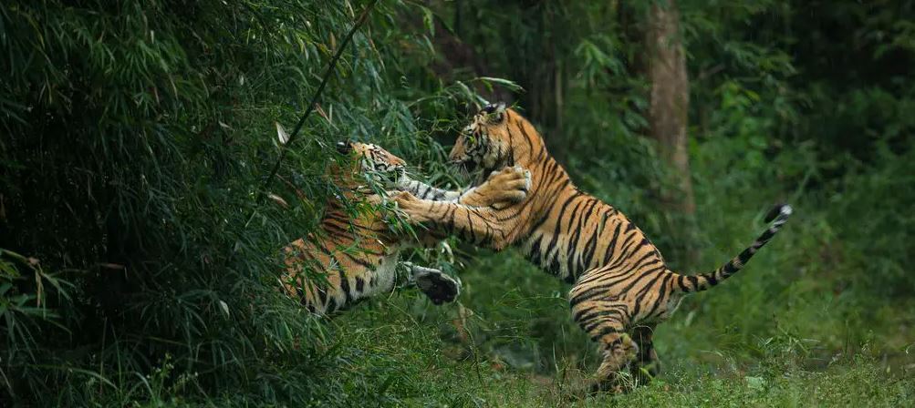 How to Plan a Bandhavgarh Tiger Safari for the Best Experience
