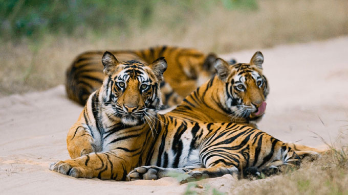 Bandhavgarh National Park: An Offbeat Wildlife Experiences in India