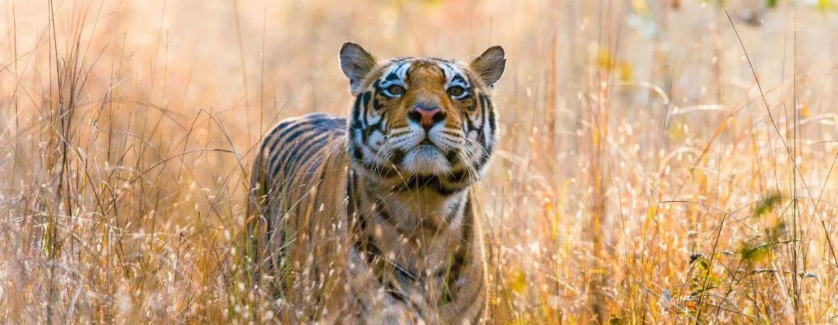 Why Booking Early for Bandhavgarh Winter Safari is a Smart Idea?