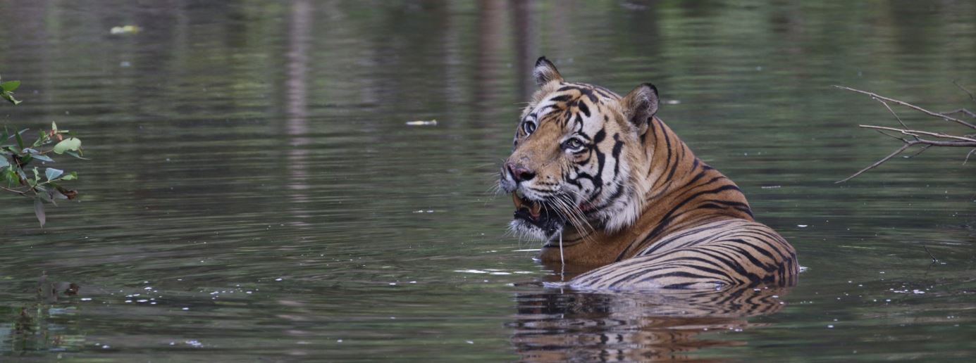 Bandhavgarh Safari Zones to Choose for a Short Wildlife Tour