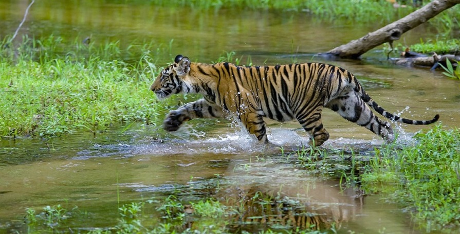 Popular Jeep Safari Zones in Bandhavgarh National Park