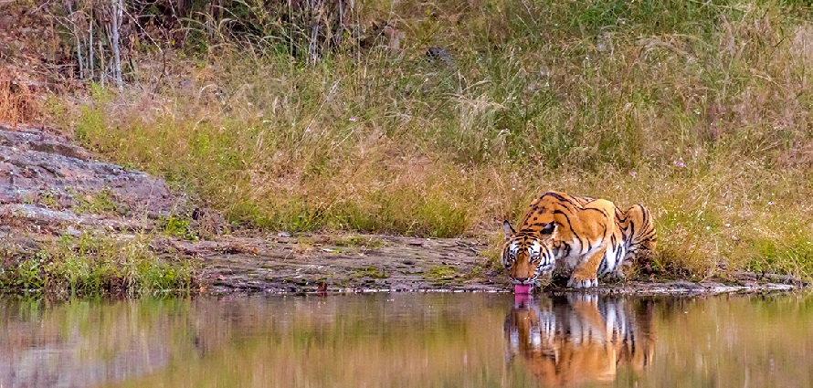 BEGINNING OF NEW CHAPTER OF LIFE IN BANDHAVGARH NATIONAL PARK