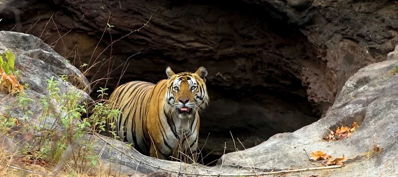 Why is it Essential to Book Bandhavgarh Safari in Advance?