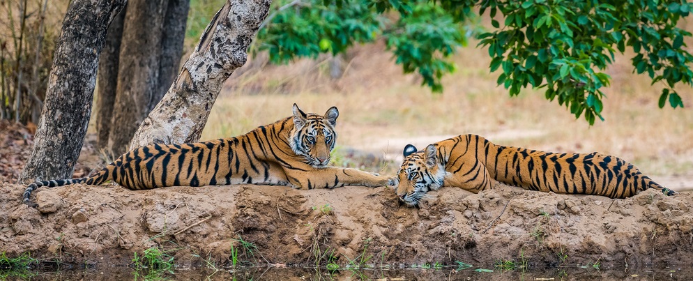 Why Bandhavgarh should be your next holiday destination