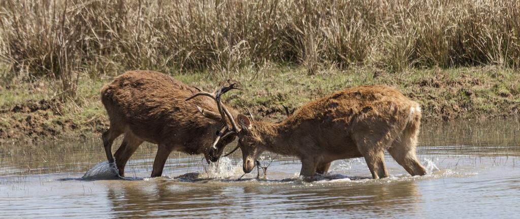 Take Pleasure of Wildlife Safari in Bandhavgarh National Park