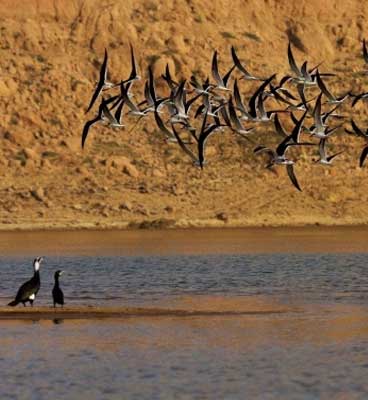 bansagar dam bandhavgarh