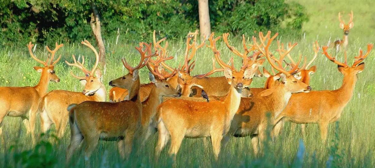 Nine Barasingha Translocated from Kanha to Satpura Tiger Reserve