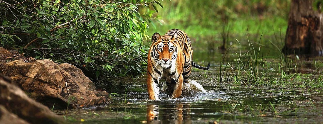 Plan a Perfect 48 Hours of Wildlife Experience in Bandhavgarh