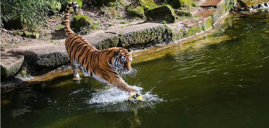 chakradhar tigers