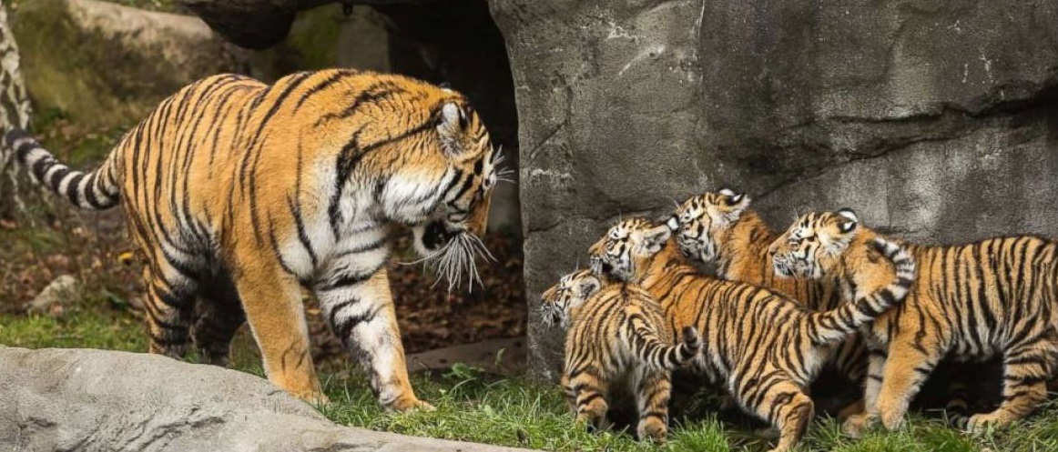 Top 10 Bandhavgarh Wildlife Safari Questions Answered