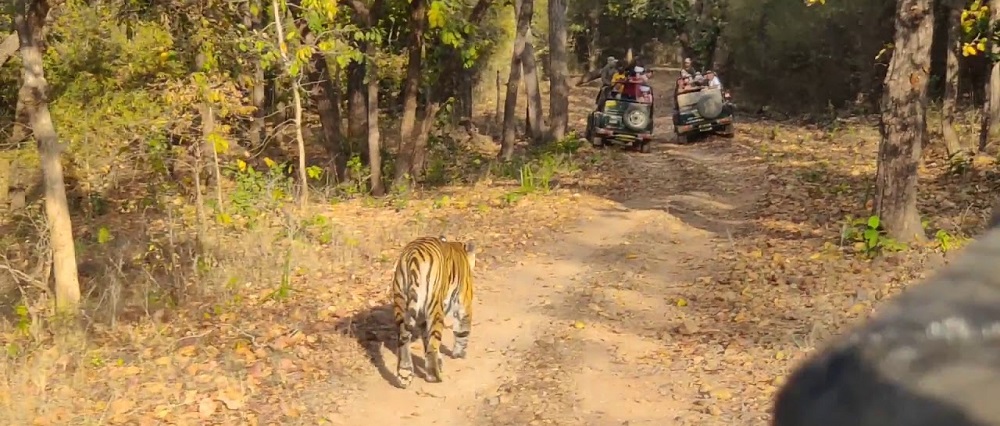 Safari Experience at the Dhamokar Zone