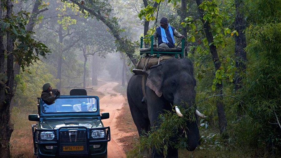 elephant safari bandhavgarh