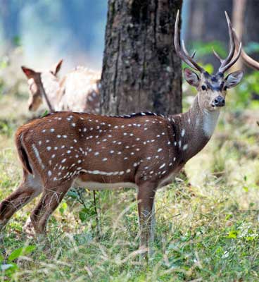 fauna in bandhavgarh