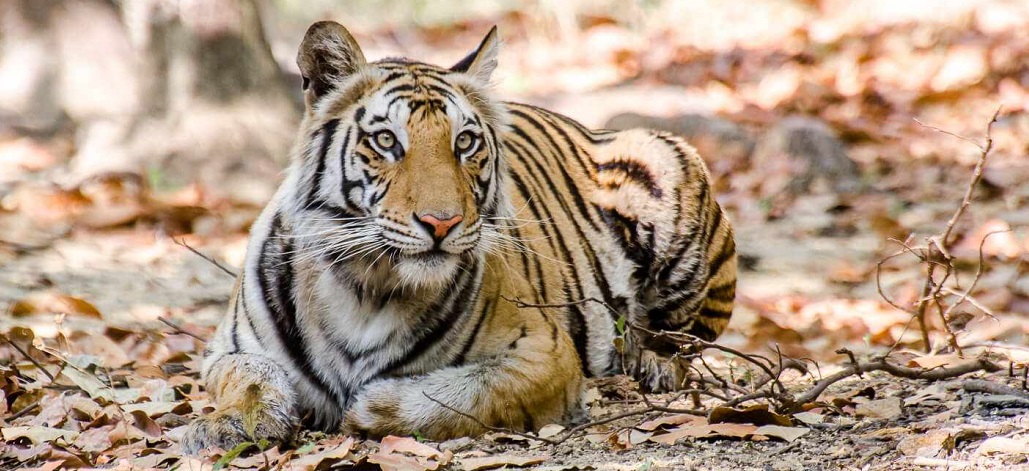 Roaring Adventures and Tranquil Moments: A Fun-Filled Tour of Bandhavgarh