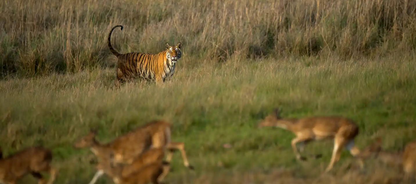 Complete Weekend Getaway Guide from Jabalpur to Bandhavgarh