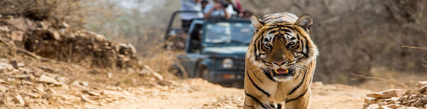 bandhavgarh national park jeep safari booking