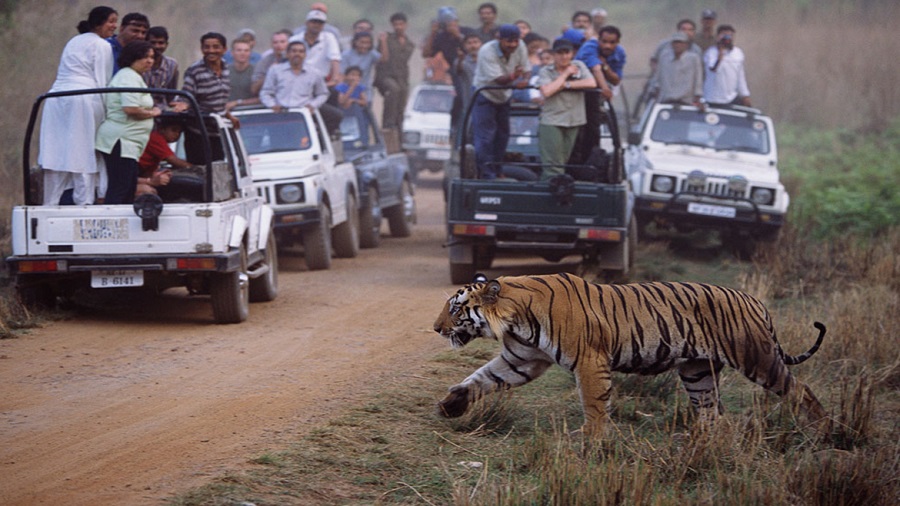 jeep safari bandhavgarh