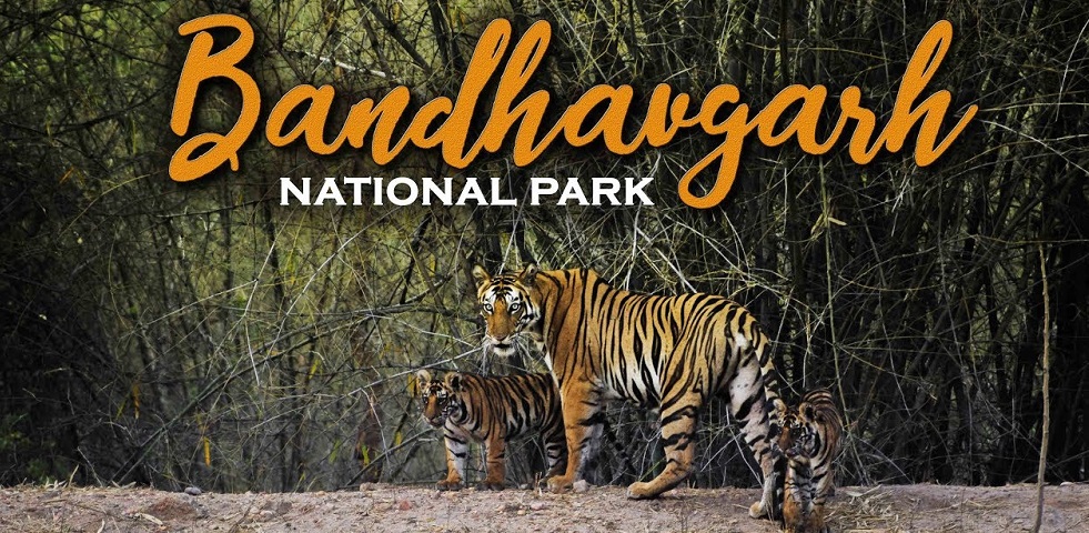 Into the Wild: Bandhavgarh Jungle Safari Adventure