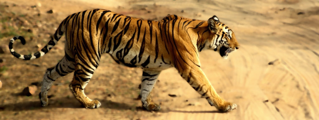 Unveiling the Majesty of Bandhavgarh National Park