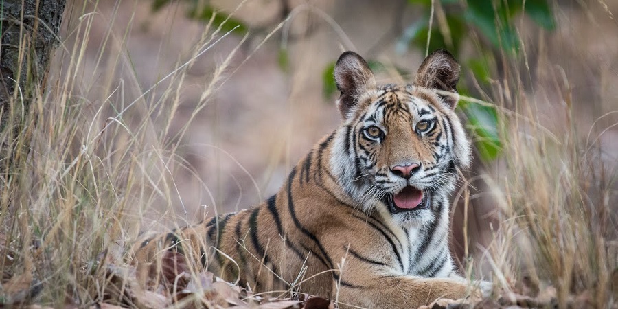 Worth view of Iconic Tiger in Bandhavgarh National Park