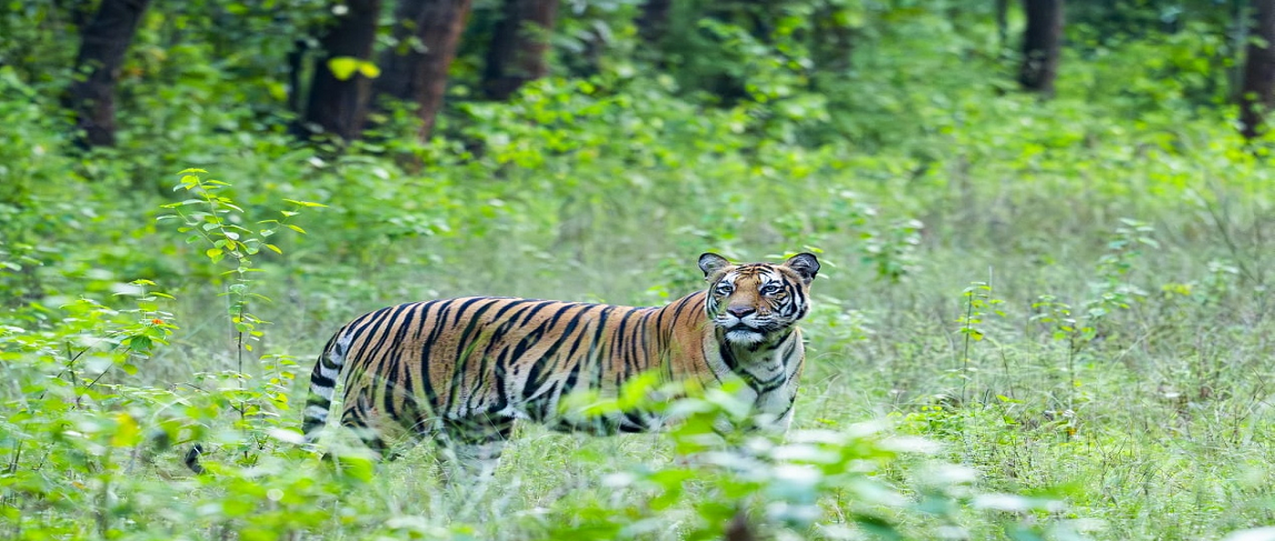Exploring Bandhavgarh in Monsoon: Wildlife and Zones Explained