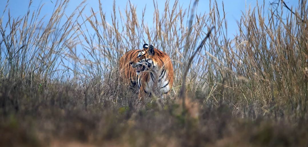 Wildlife Photography Tour in Bandhavgarh National Park