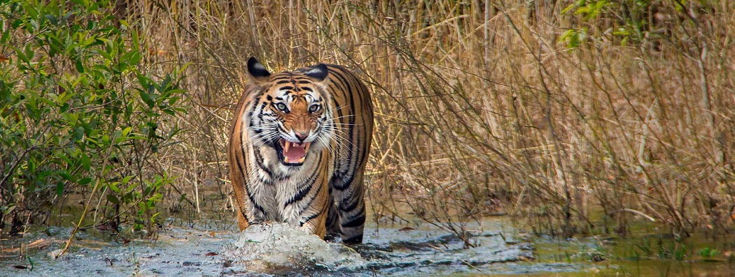 Wildlife Photography Tour at Bandhavgarh National Park