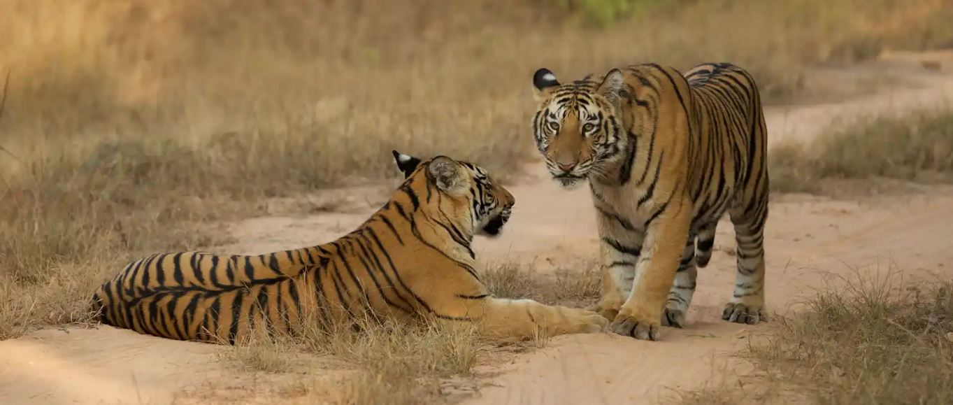 An Ideal Time to Explore Rustic Beauty of Bandhavgarh National Park