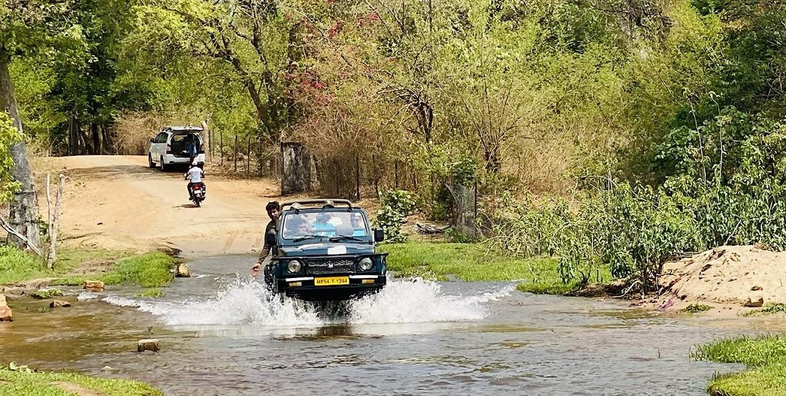 How to Have the Best Wildlife Safari Experience in Bandhavgarh