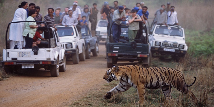 3 Prime Zones in Bandhavgarh for Spotting Tigers