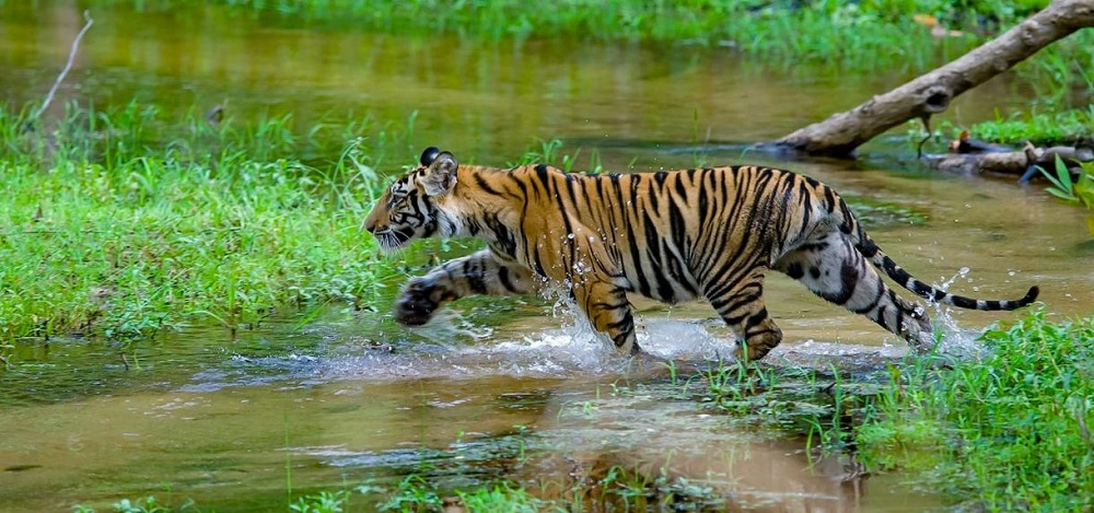 Most Preferred Safari Zones in Bandhavgarh National Park