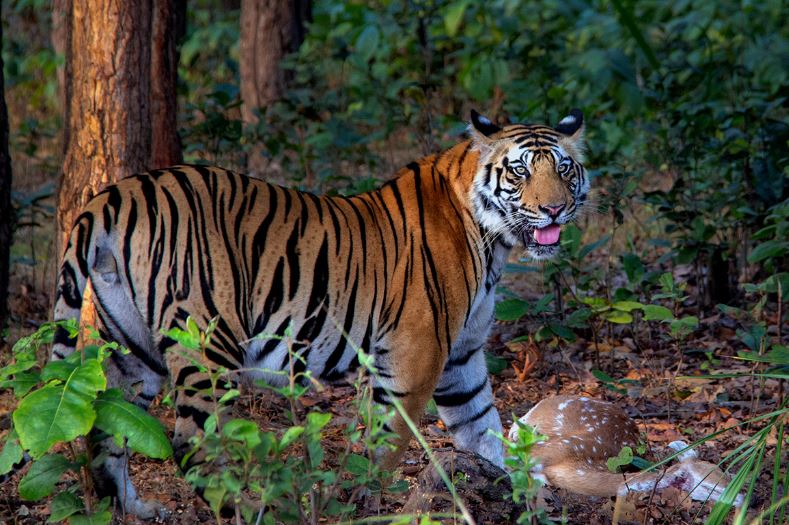 A 3-Day Expedition at Bandhavgarh with Special Focus on Tala Zone