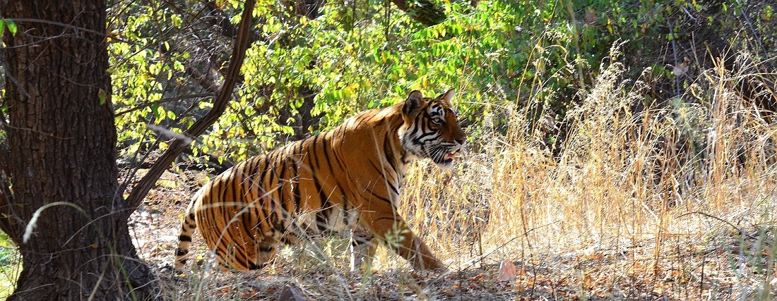 Here’s Climatic of Bandhavgarh National Park
