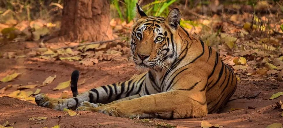Tiger Safari in Bandhavgarh National Park