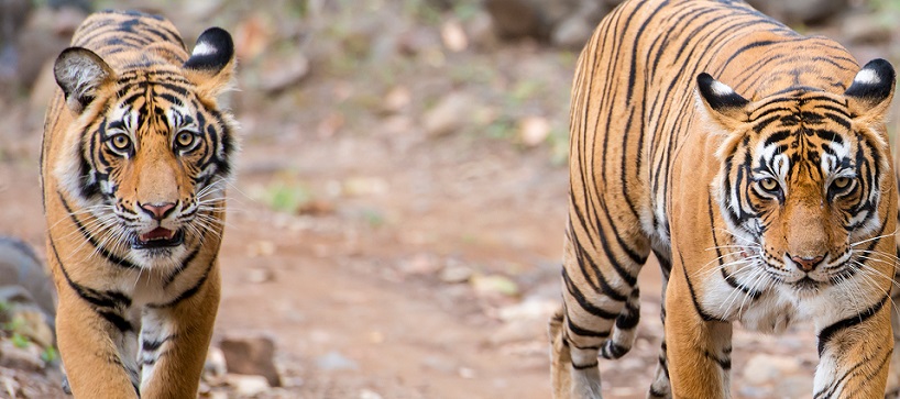 Bandhavgarh Safari: A Gateway to Wildlife Protection