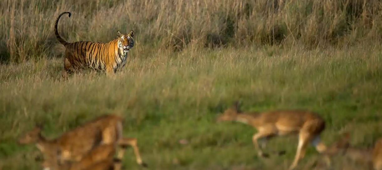 Why Wildlife Enthusiasts Choose Bandhavgarh for Tiger Safaris