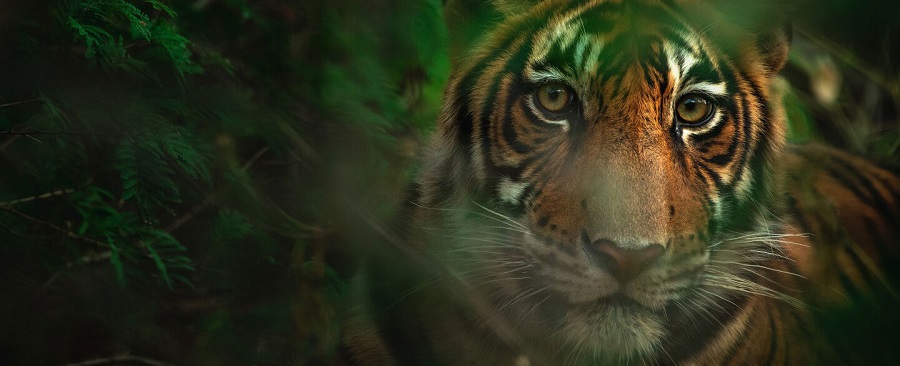 See Wild Tigers on Safari in Bandhavgarh National Park in India